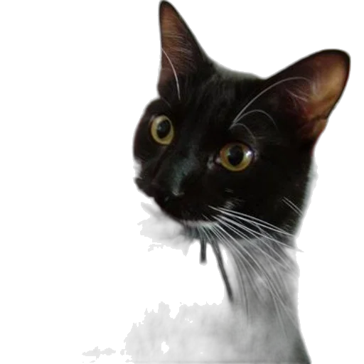 animal, staff, face, creature transparent PNG cut-out