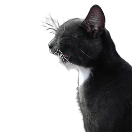 animal, staff, creature, face transparent PNG cut-out
