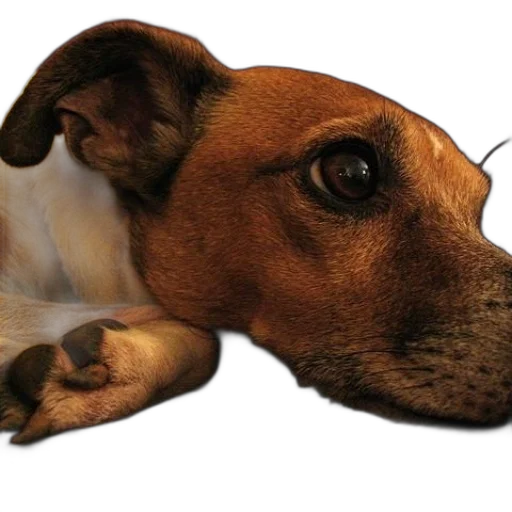 animal, staff, face, creature transparent PNG cut-out