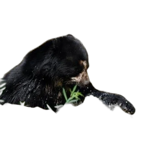 animal, creature, hair, staff transparent PNG cut-out