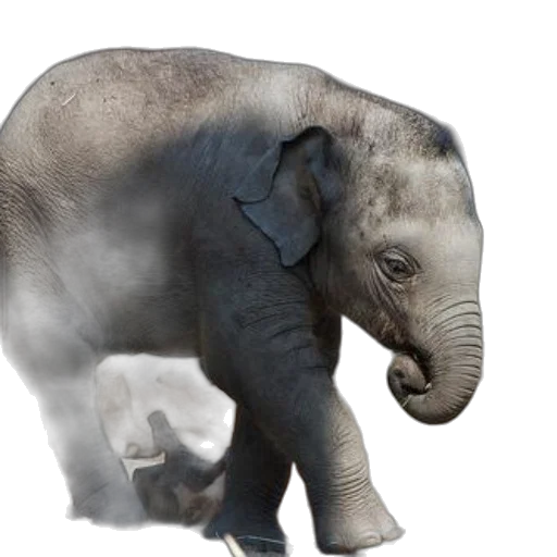 animal, creature, staff, photorealistic transparent PNG cut-out