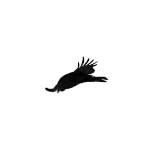 animal, creature, dragon, hair transparent PNG cut-out