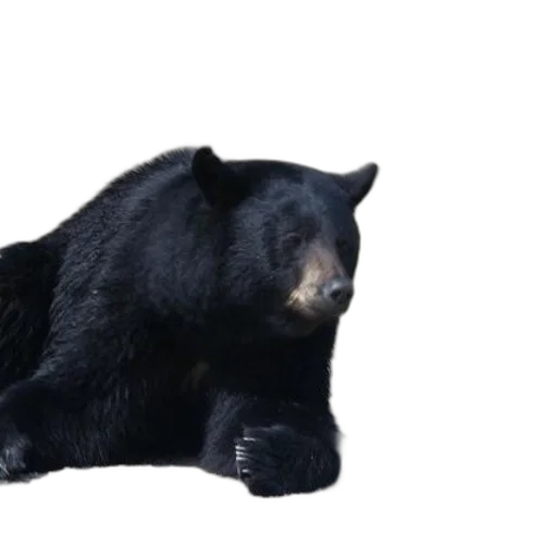 animal, creature, 3d render, concept art transparent PNG cut-out
