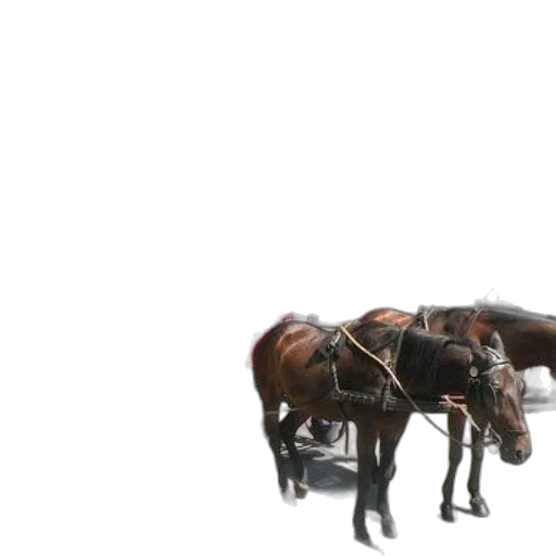 furniture, animal, shoes, crown transparent PNG cut-out