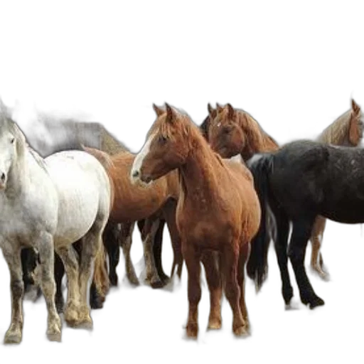 animal, photorealistic, 3d render, group transparent PNG cut-out
