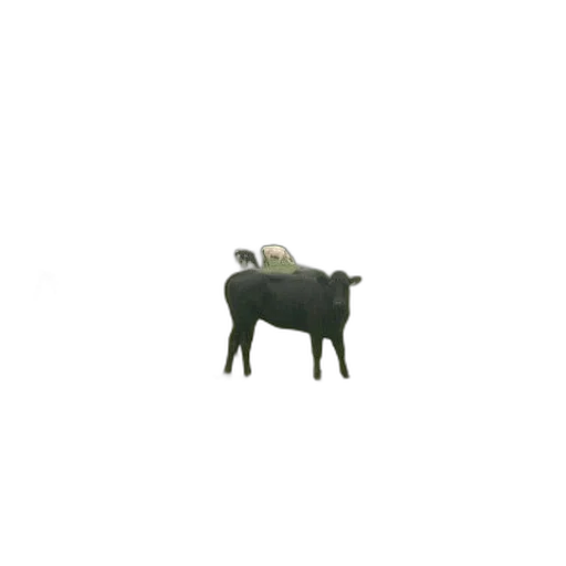 animal, furniture, creature, jewelry transparent PNG cut-out