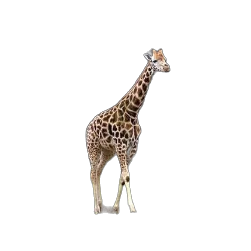 animal, creature, staff, shoes transparent PNG cut-out