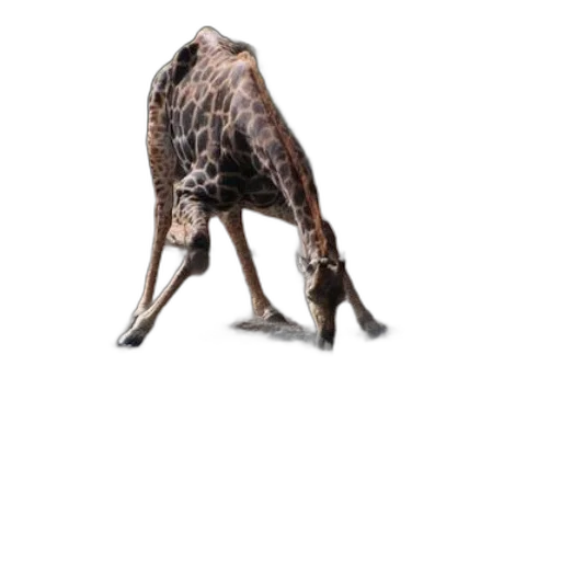 animal, creature, staff, dragon transparent PNG cut-out