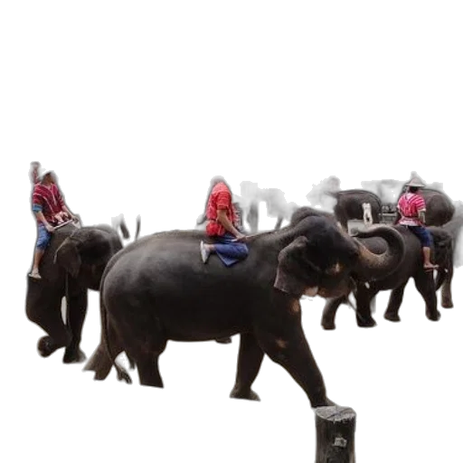 animal, umbrella, concept art, 3d render transparent PNG cut-out