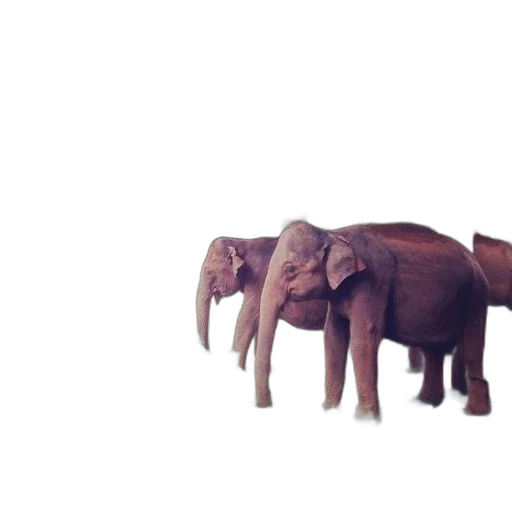 animal, creature, furniture, weapon transparent PNG cut-out