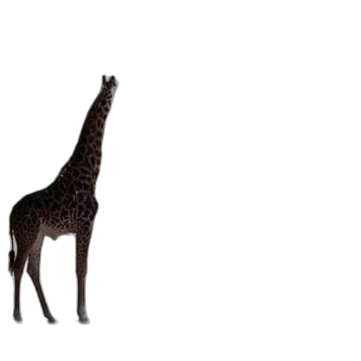 animal, creature, staff, hat transparent PNG cut-out