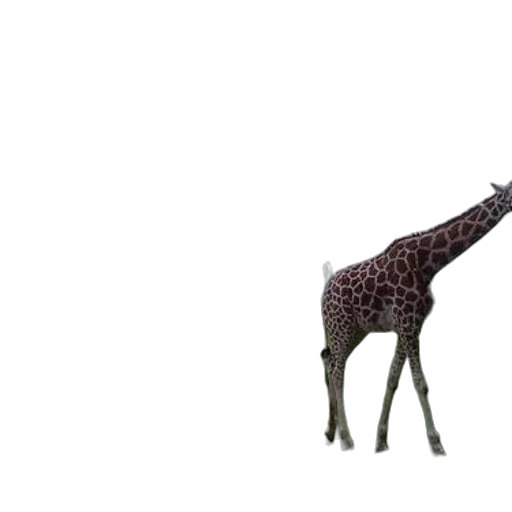 animal, creature, staff, weapon transparent PNG cut-out