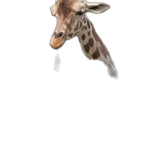 animal, creature, staff, face transparent PNG cut-out