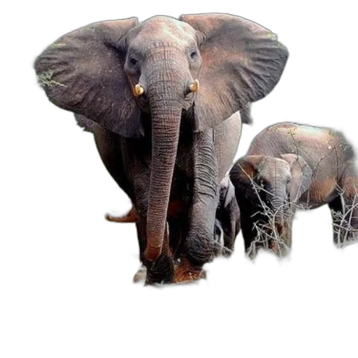 animal, creature, weapon, umbrella transparent PNG cut-out