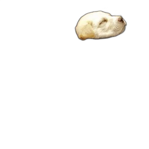 animal, food, face, creature transparent PNG cut-out