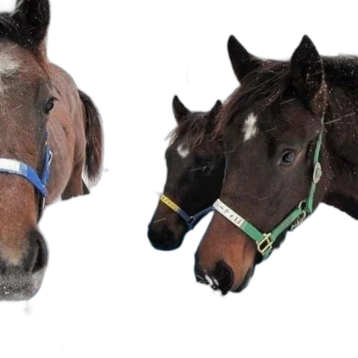 jewelry, photorealistic, three, horses transparent PNG cut-out