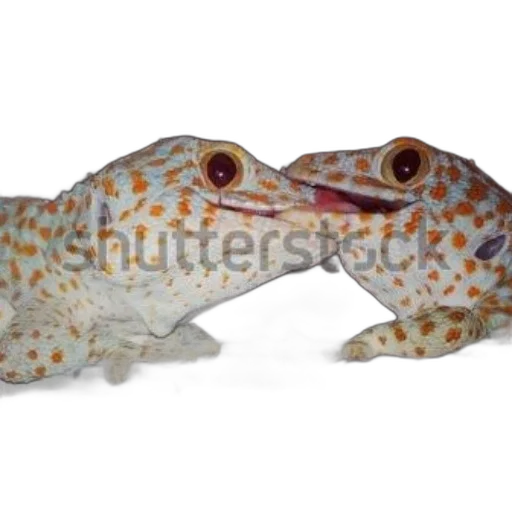 animal, dragon, hat, creature transparent PNG cut-out