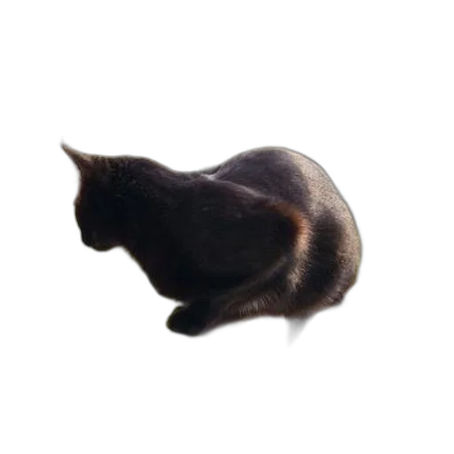 animal, creature, hat, hair transparent PNG cut-out