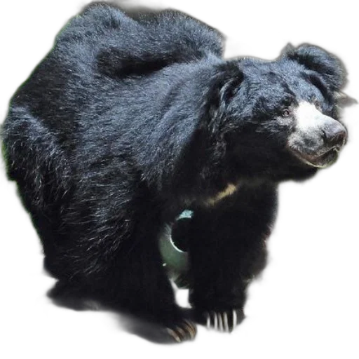 animal, creature, staff, black transparent PNG cut-out