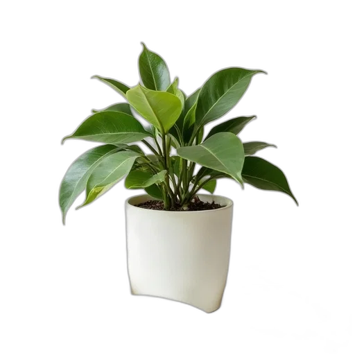 crown, 3d render, photorealistic, potted transparent PNG cut-out