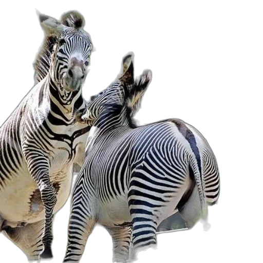 animal, creature, photorealistic, 3d render transparent PNG cut-out