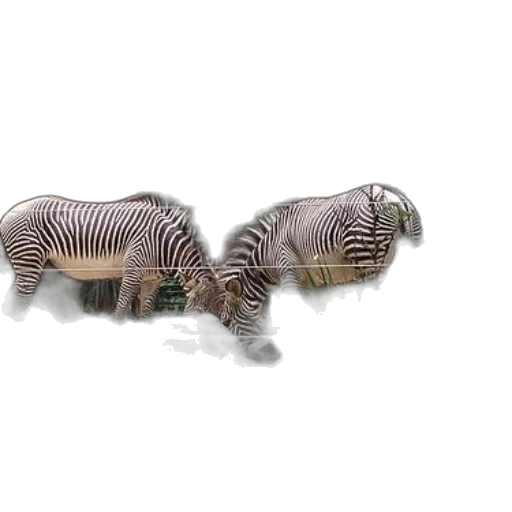 animal, jewelry, hair, creature transparent PNG cut-out