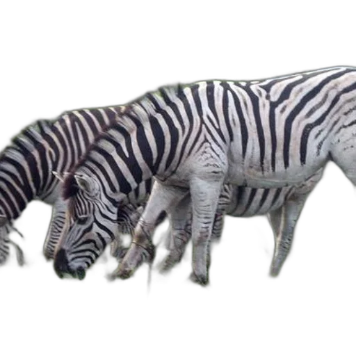 animal, creature, dragon, 3d render transparent PNG cut-out