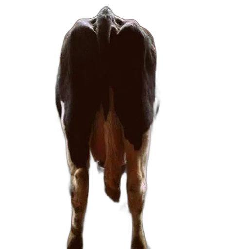 animal, creature, mask, jacket transparent PNG cut-out