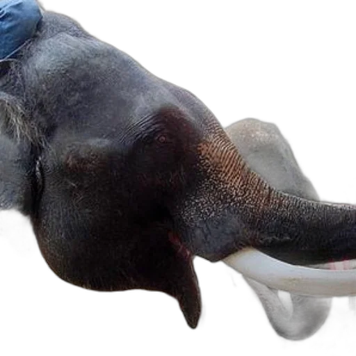 animal, creature, hat, mask transparent PNG cut-out