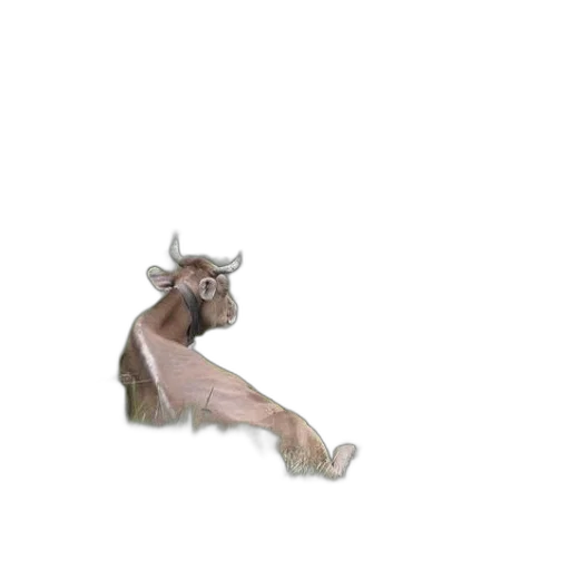 animal, creature, hat, furniture transparent PNG cut-out