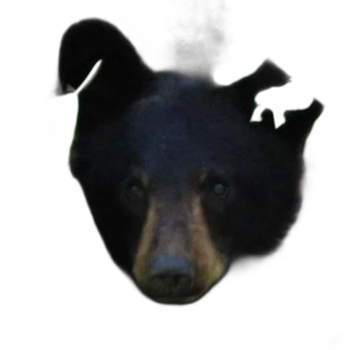 animal, creature, mask, face transparent PNG cut-out