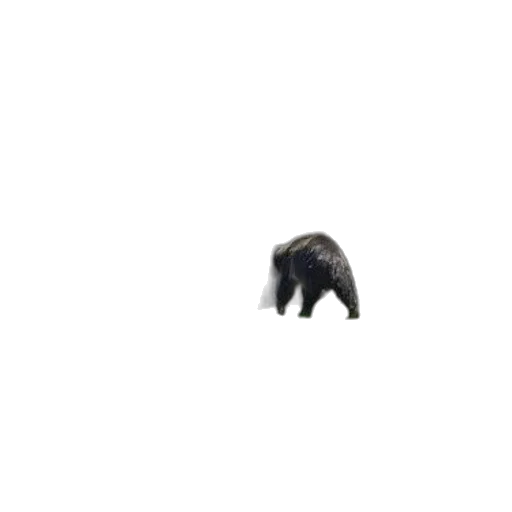 animal, creature, hair, hat transparent PNG cut-out