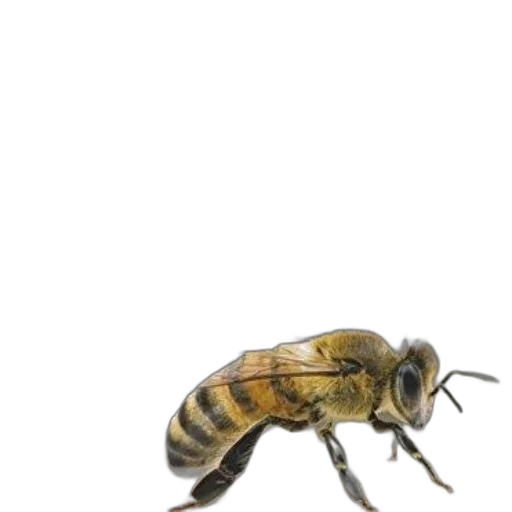 animal, creature, furniture, staff transparent PNG cut-out