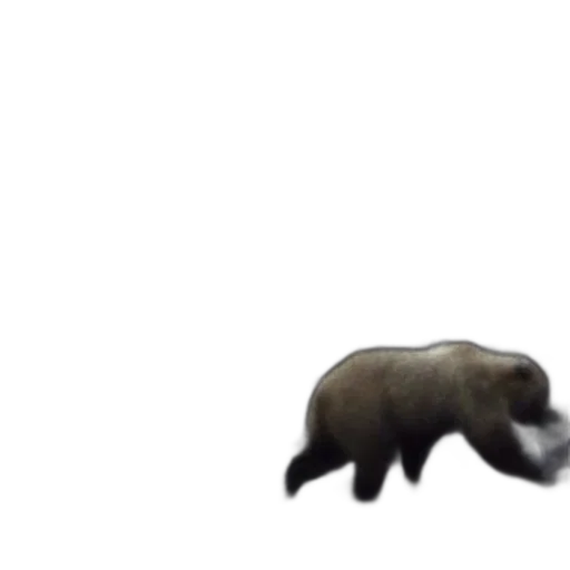 animal, creature, hair, weapon transparent PNG cut-out