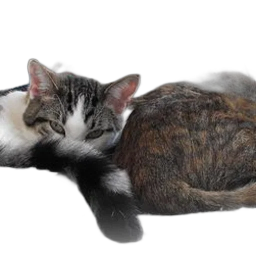 staff, animal, photorealistic, calico transparent PNG cut-out