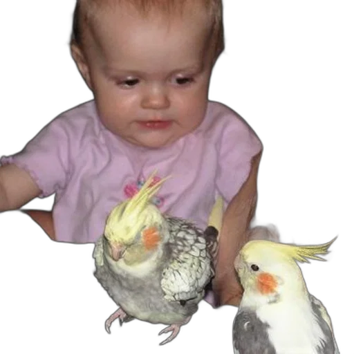 animal, creature, food, face transparent PNG cut-out