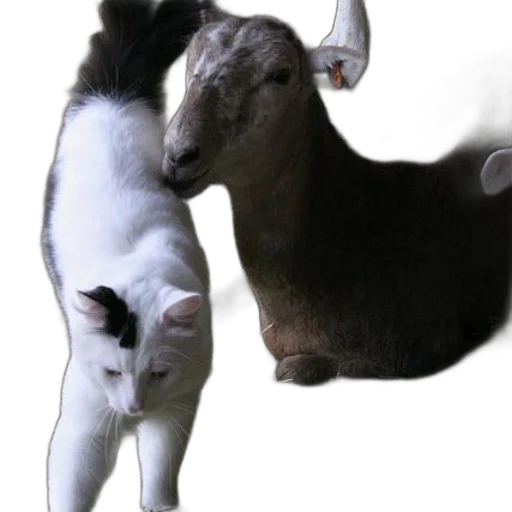 animal, staff, photorealistic, 3d render transparent PNG cut-out