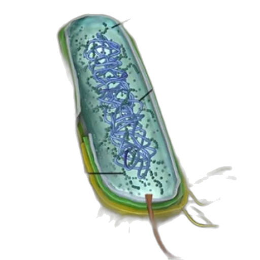 food, concept art, illustration, bacterial transparent PNG cut-out