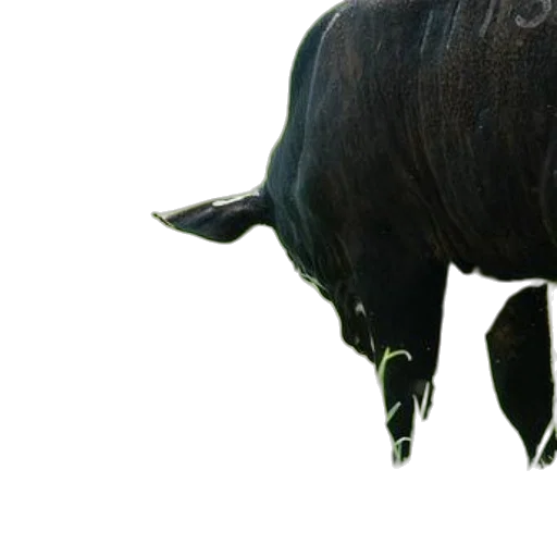 animal, creature, dragon, mask transparent PNG cut-out