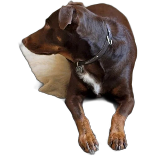 animal, creature, hat, face transparent PNG cut-out