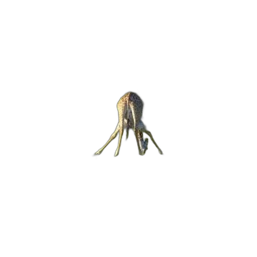hair, creature, staff, crown transparent PNG cut-out