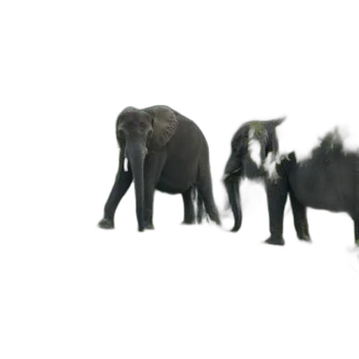 animal, creature, staff, weapon transparent PNG cut-out