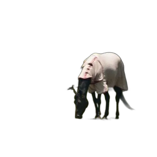 animal, creature, hat, umbrella transparent PNG cut-out