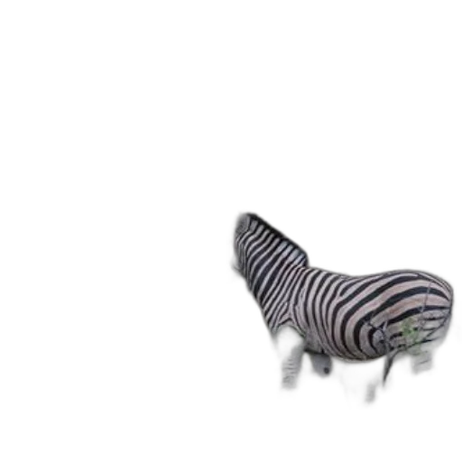 animal, creature, shoes, furniture transparent PNG cut-out