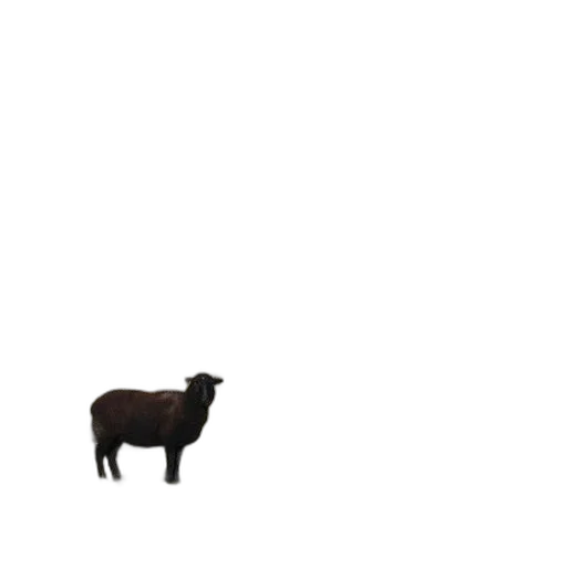 animal, creature, food, dress transparent PNG cut-out