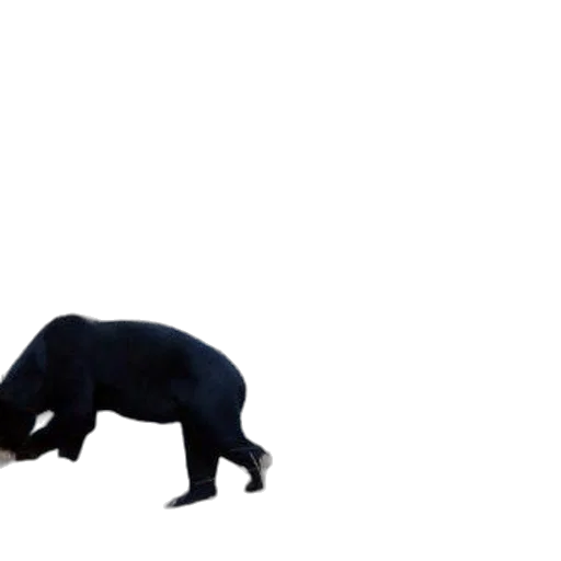 animal, creature, hair, food transparent PNG cut-out