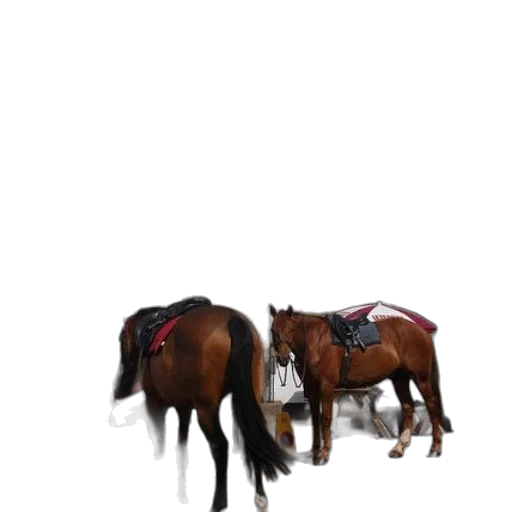 animal, jacket, hat, creature transparent PNG cut-out