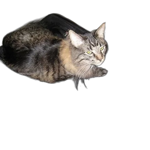 animal, creature, staff, hat transparent PNG cut-out