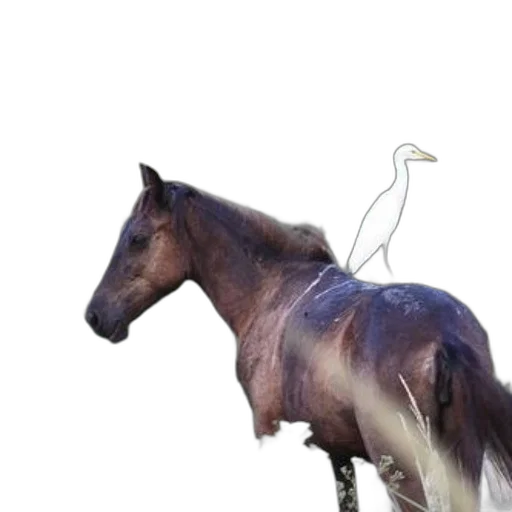 animal, creature, staff, hair transparent PNG cut-out