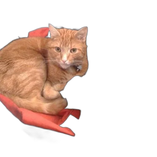 shoes, animal, furniture, creature transparent PNG cut-out